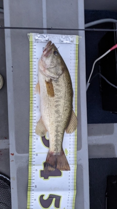 ブラックバスの釣果