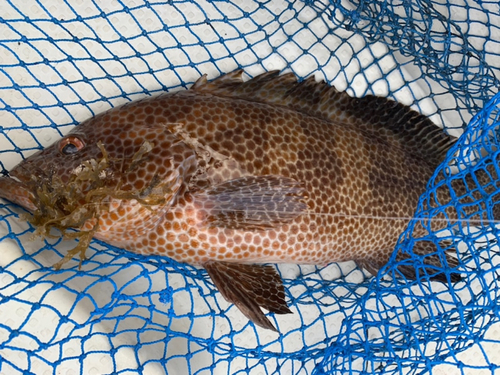 オオモンハタの釣果