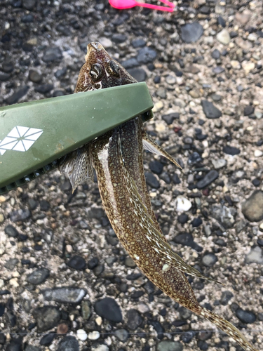 コチの釣果