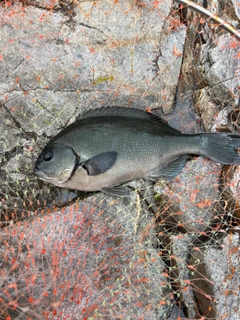 オナガグレの釣果