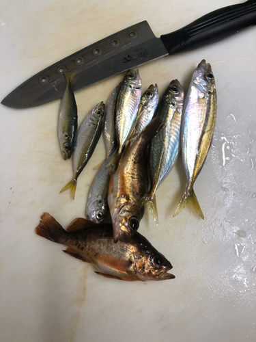 アジの釣果