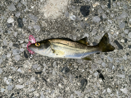 セイゴ（マルスズキ）の釣果