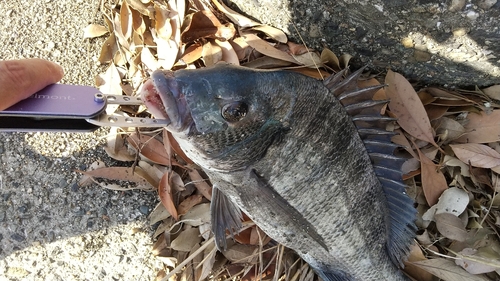 チヌの釣果