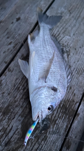 キビレの釣果