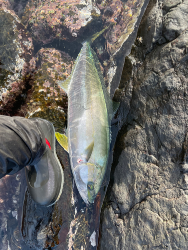 ヒラマサの釣果