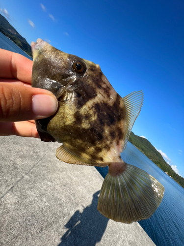 カワハギの釣果