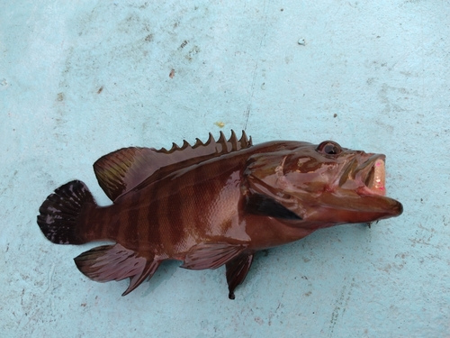 ヤミハタの釣果