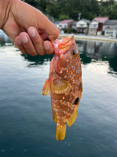 キジハタの釣果