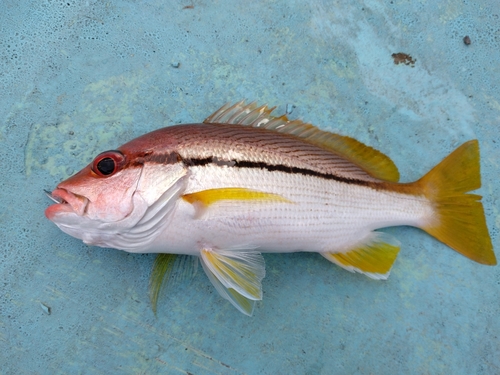 タテフエダイの釣果