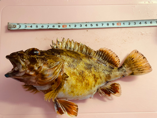 アラカブの釣果