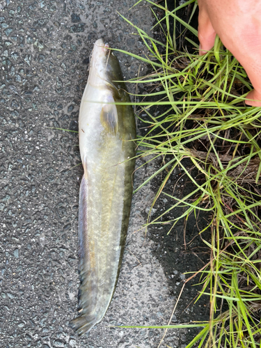 ナマズの釣果