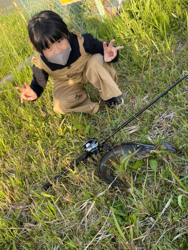 ナマズの釣果