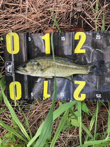 ブラックバスの釣果