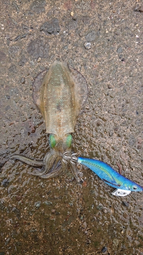 アオリイカの釣果