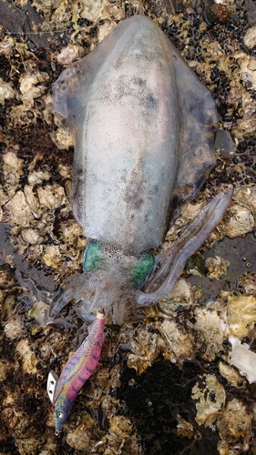 アオリイカの釣果