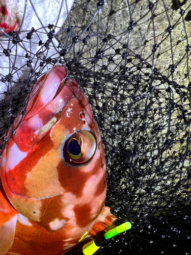 アカハタの釣果