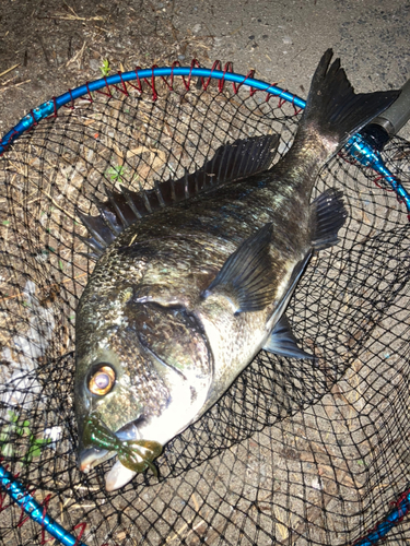 チヌの釣果