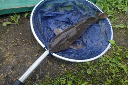 コイの釣果