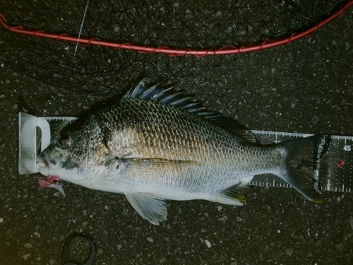 キビレの釣果