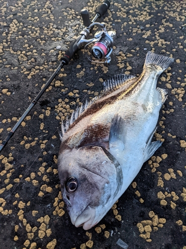 コショウダイの釣果