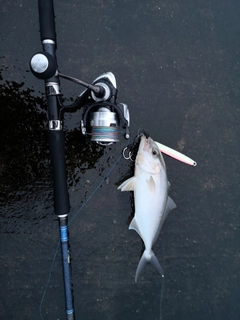 カンパチの釣果