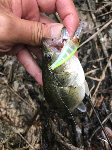 ブラックバスの釣果