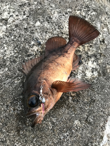 メバルの釣果