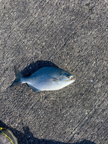 ゴマサバの釣果