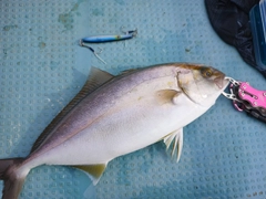 ショゴの釣果