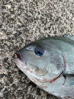 クロの釣果