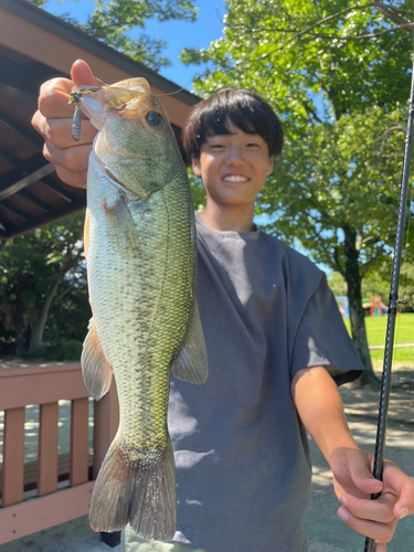 ブラックバスの釣果