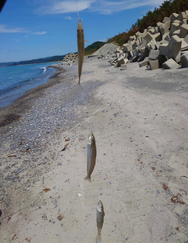 キスの釣果