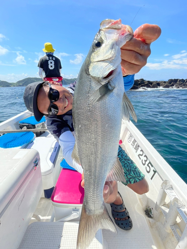 ヒラスズキの釣果