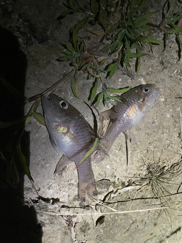 ハタンポの釣果