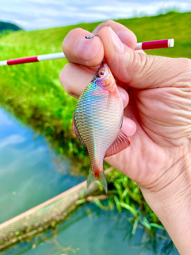 タナゴの釣果