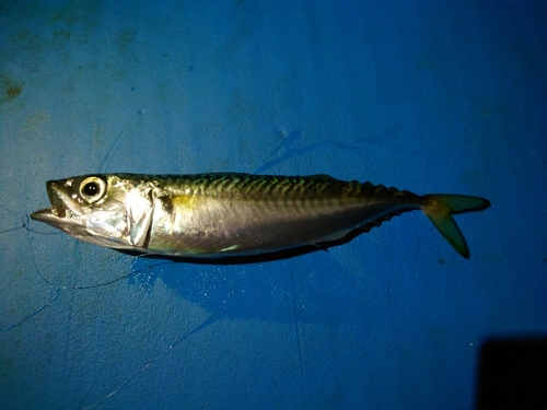 サバの釣果