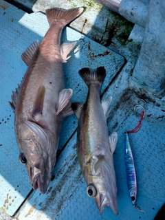 アラの釣果