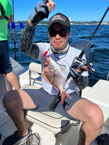 マダイの釣果