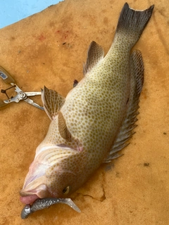 オオモンハタの釣果