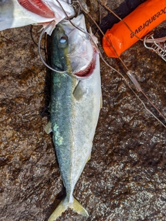 イナダの釣果