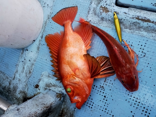 チカメキントキの釣果