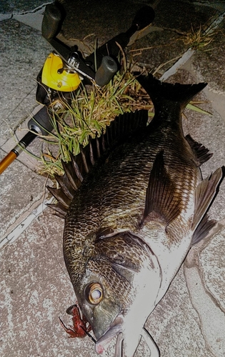 チヌの釣果