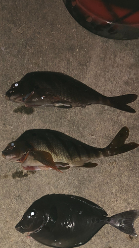 タカノハダイの釣果