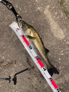 スズキの釣果