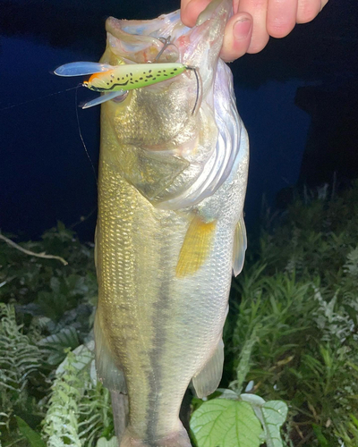 ブラックバスの釣果