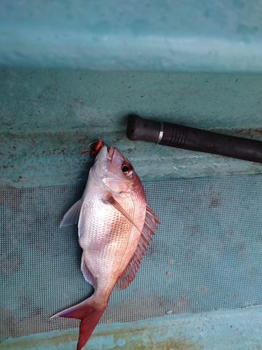 タイの釣果