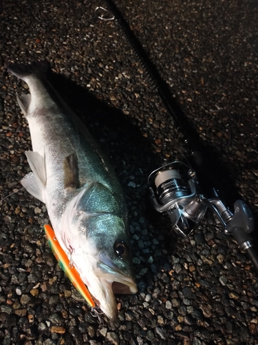 スズキの釣果