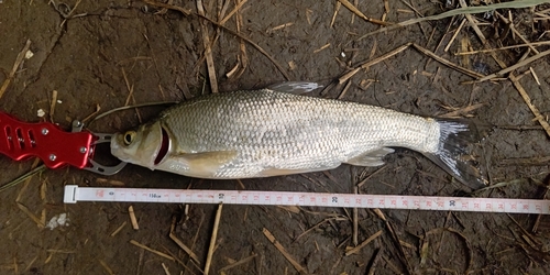 ワタカの釣果