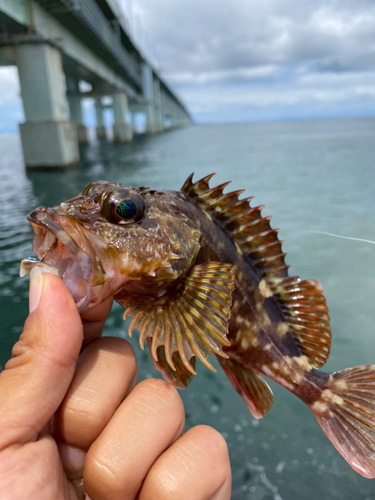 ガシラの釣果