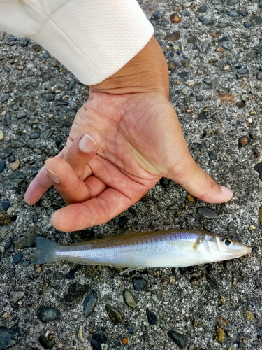 キスの釣果